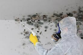 Trusted Hays, MT Mold Removal Experts